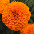 Marigold Xochilt