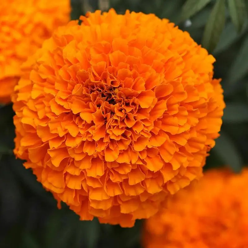 Marigold Xochilt