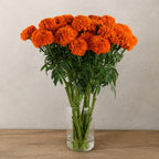 Marigold Xochilt