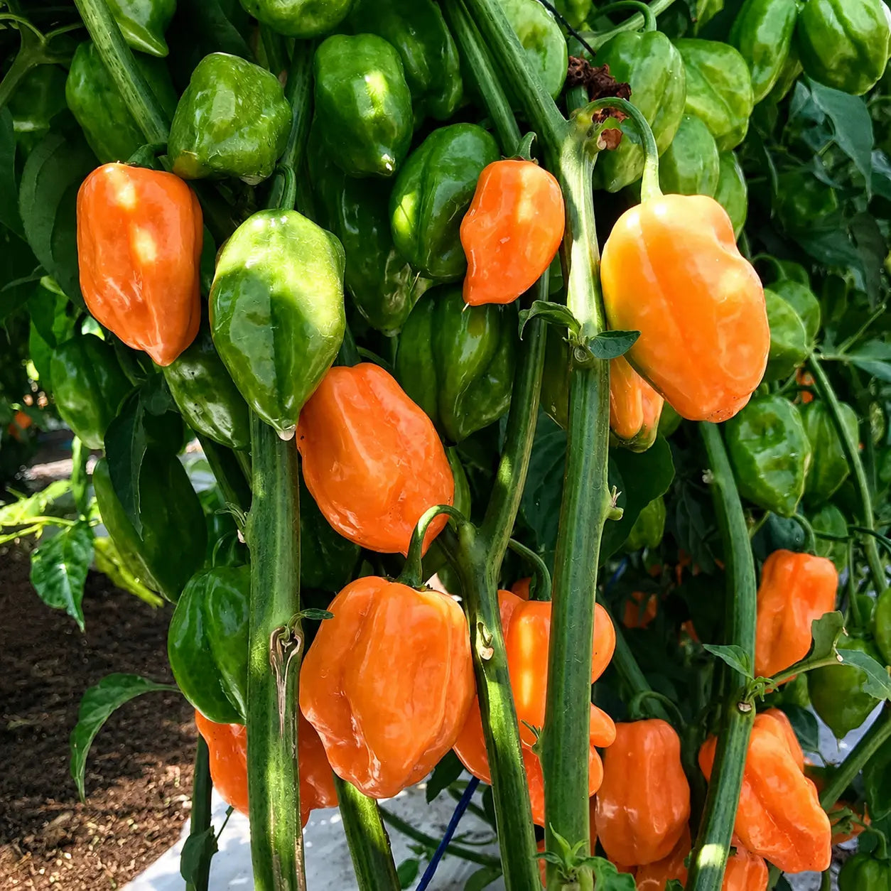 Chile Habanero Naranja Megalodón F1