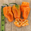 Chile Habanero Naranja Megalodón F1