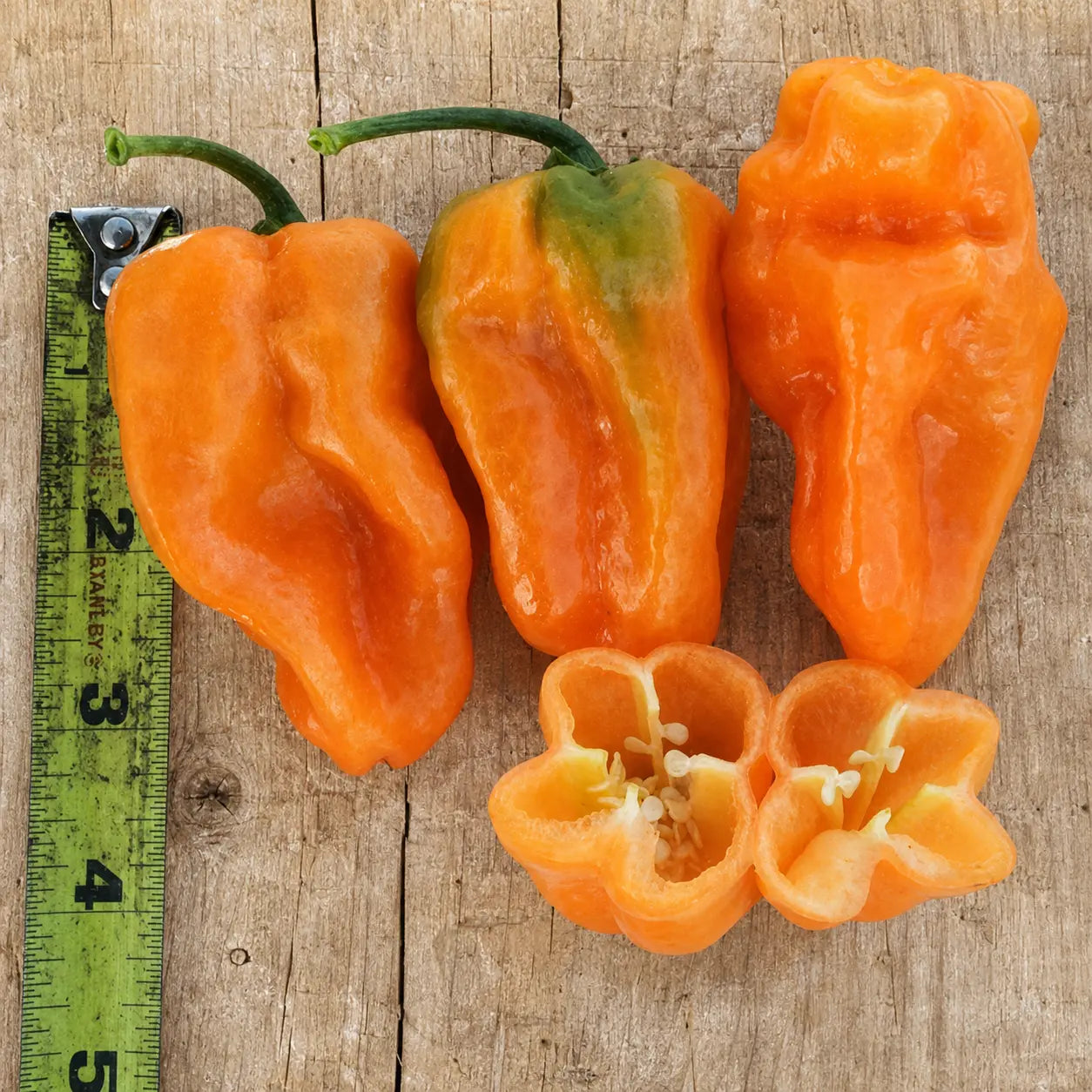 Chile Habanero Naranja Megalodón F1