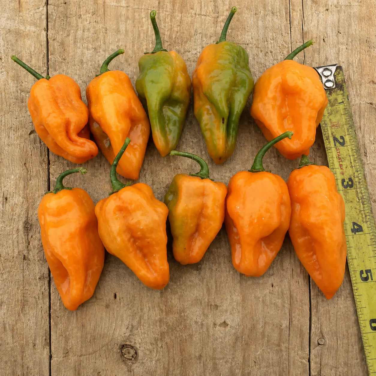 Chile Habanero Naranja Megalodón F1