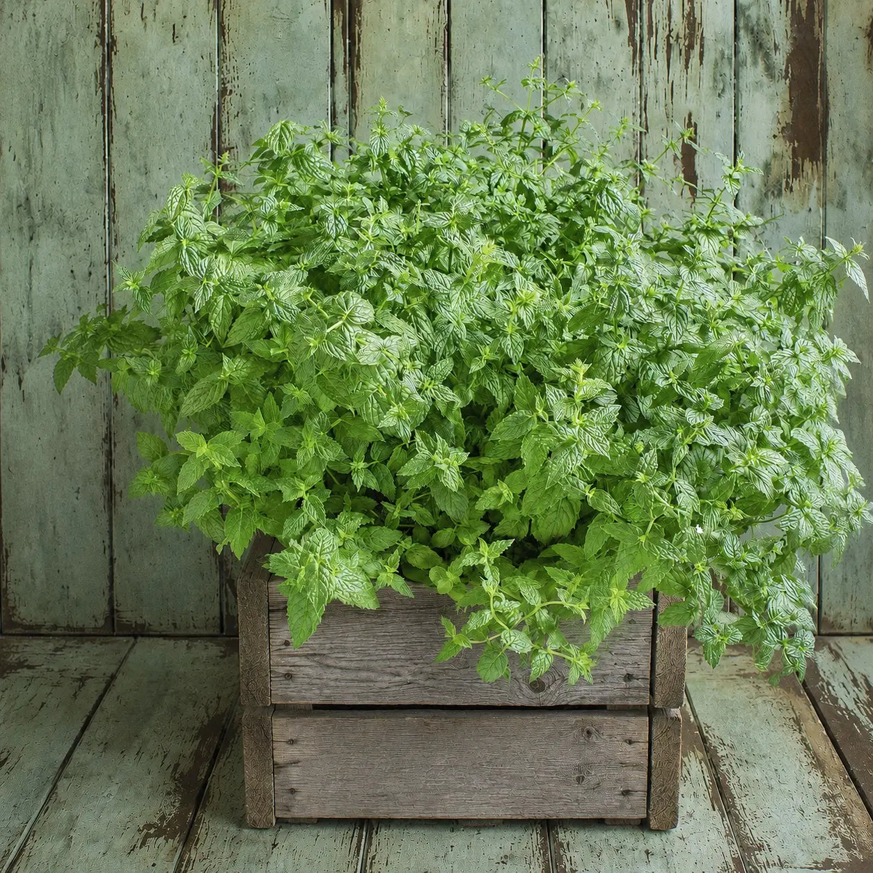Menta Común