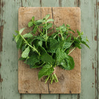 Menta Común