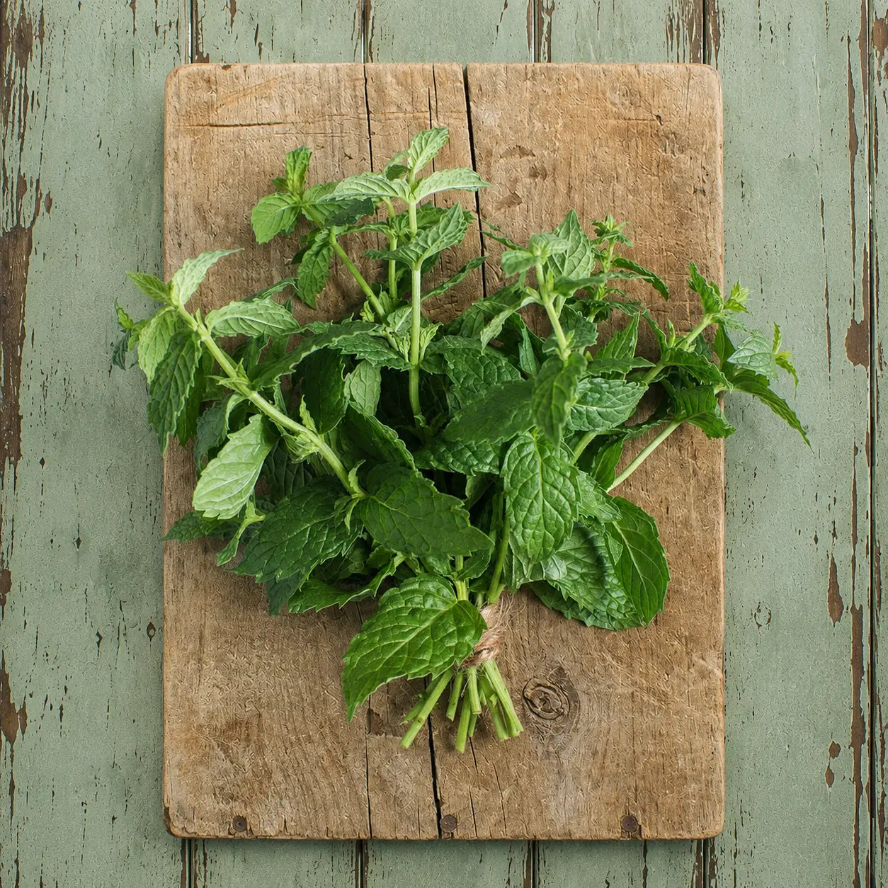 Menta Común