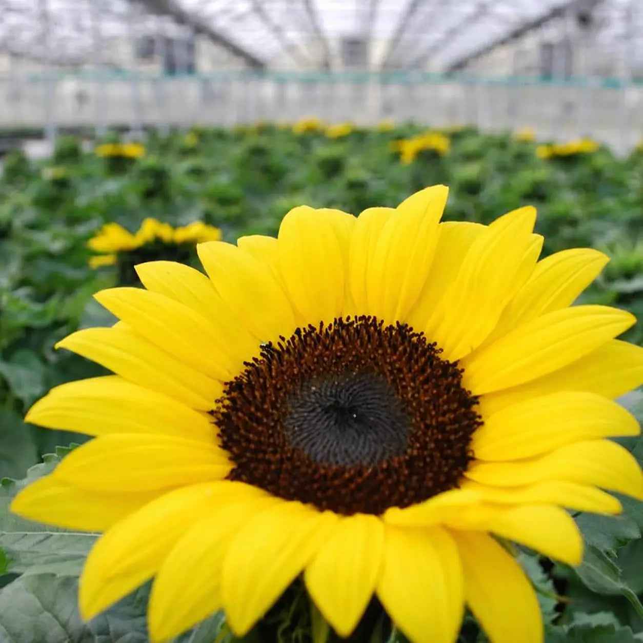 Girasol Miss Sunshine