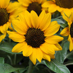 Girasol Miss Sunshine F1