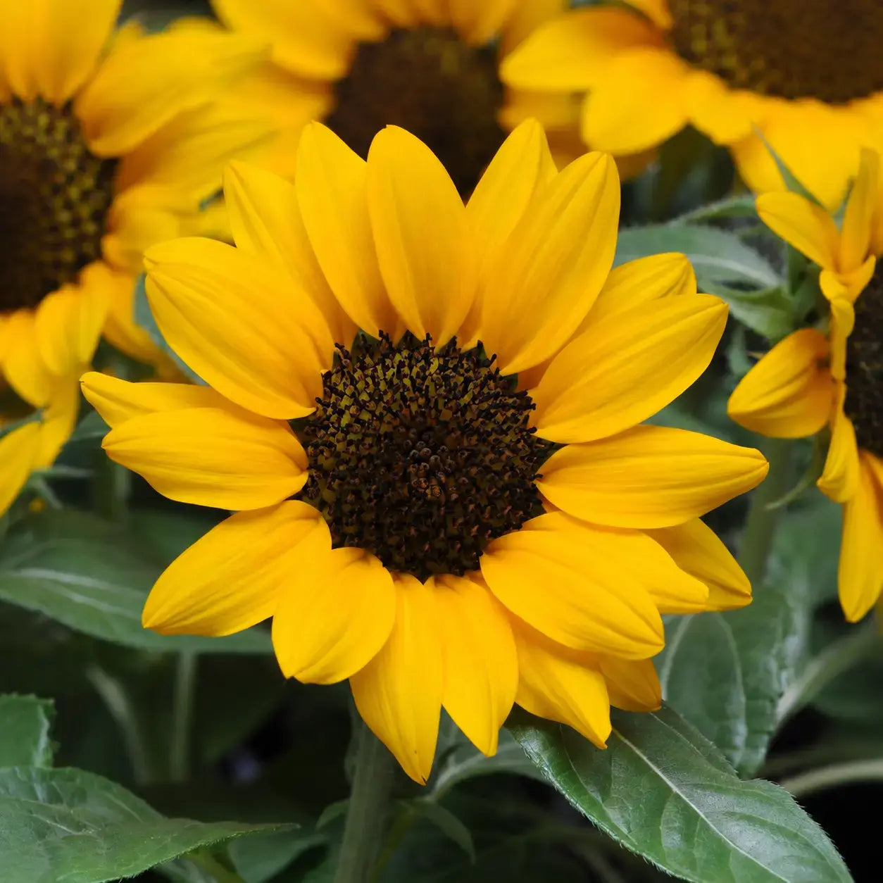 Girasol Miss Sunshine