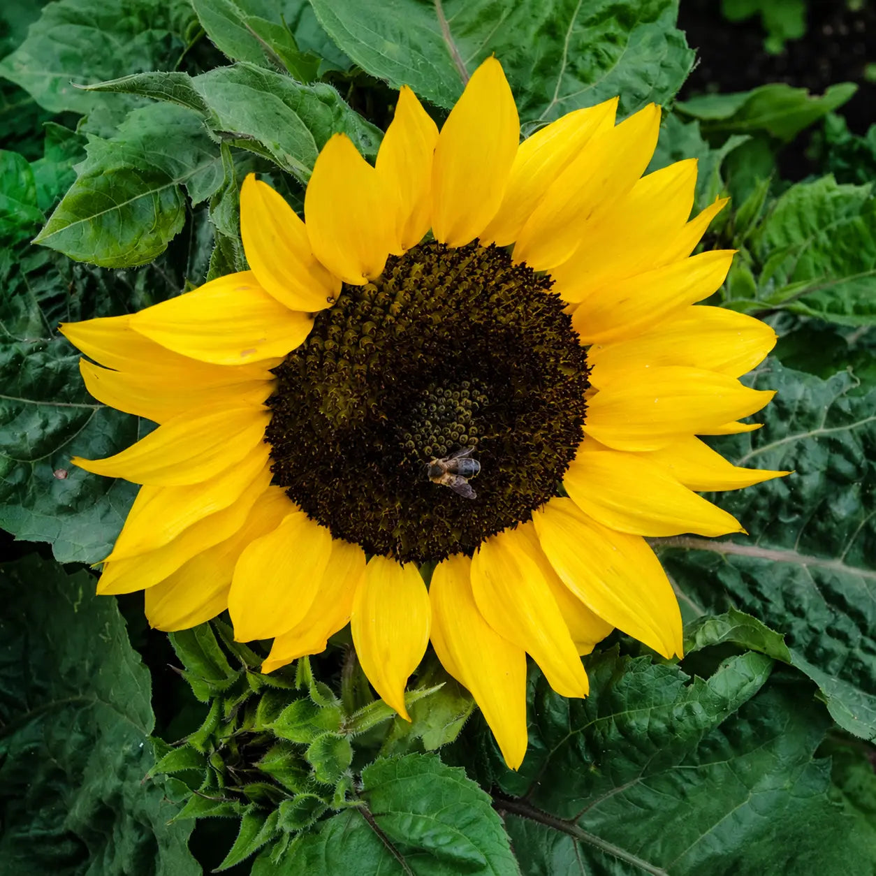 Girasol Miss Sunshine