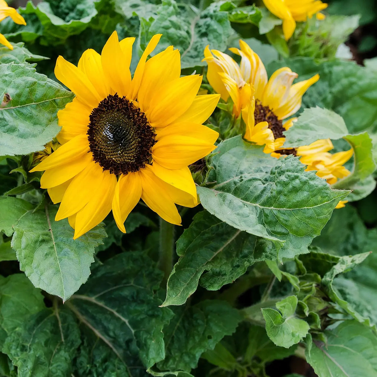 Girasol Miss Sunshine