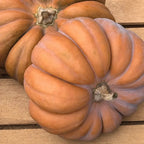 Calabaza Musque de Provence
