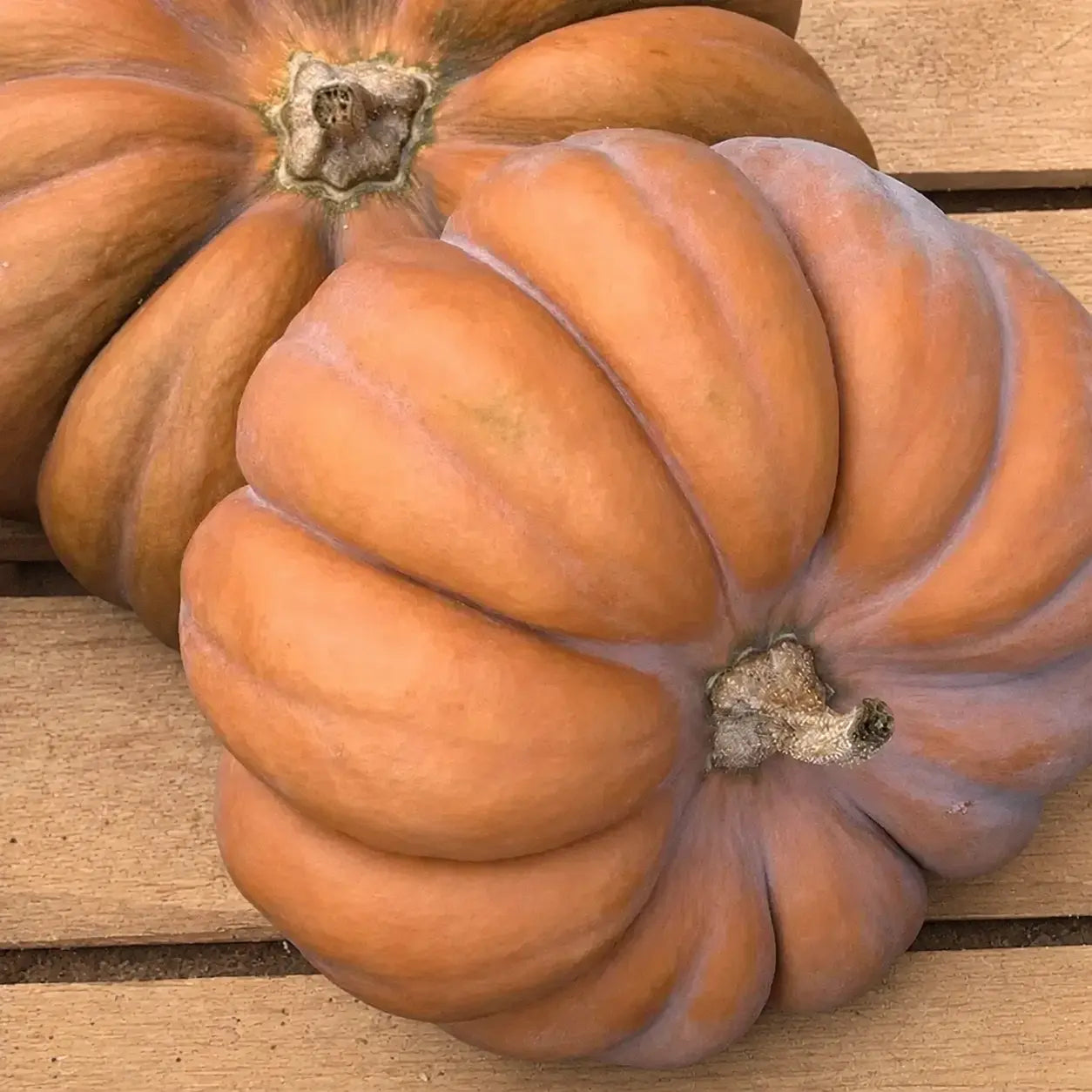 Calabaza Musque de Provence