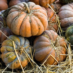 Calabaza Musque de Provence