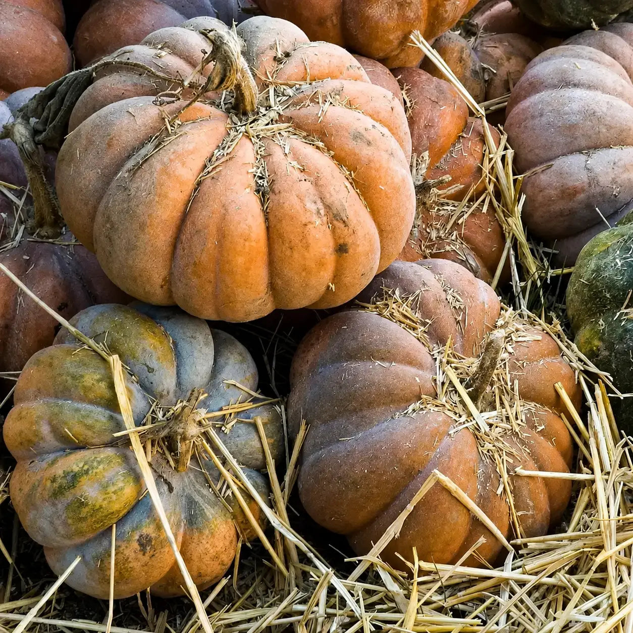 Calabaza Musque de Provence