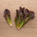 Lechuga Red Romaine