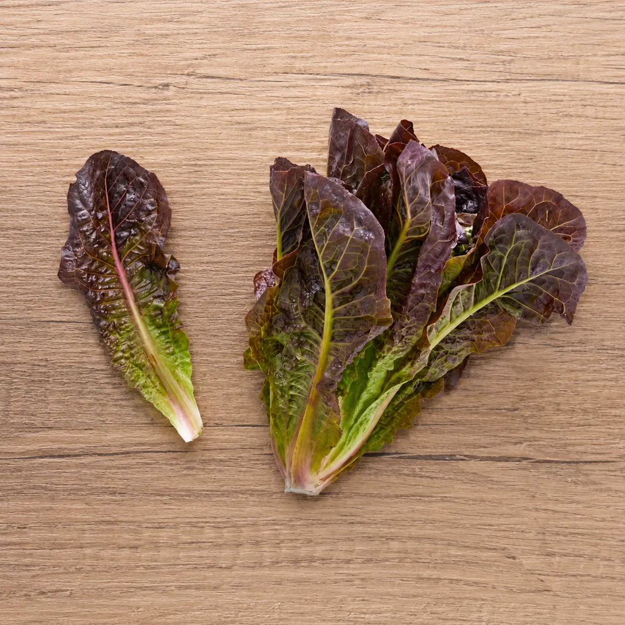 Lechuga Red Romaine
