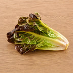 Lechuga Red Romaine