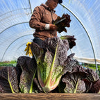 Lechuga Red Romaine