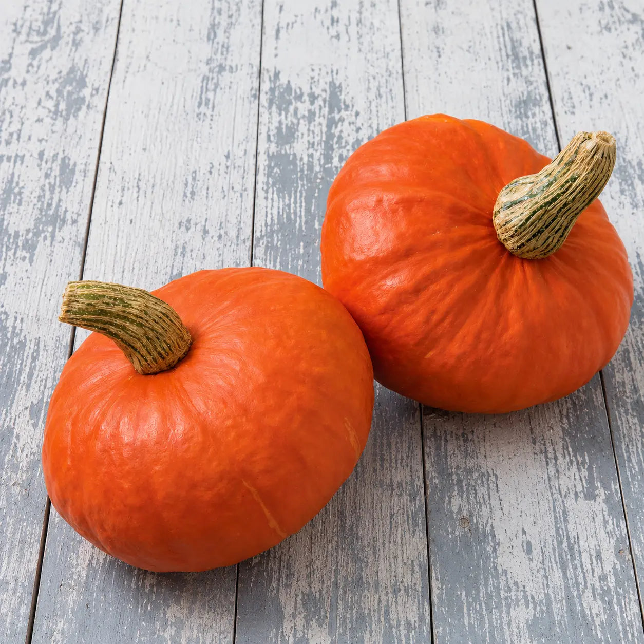 Calabaza Sunshine Kabocha F1