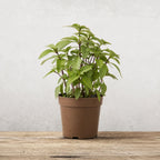 Albahaca Basil Sweet Thai