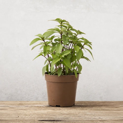 Albahaca Basil Sweet Thai