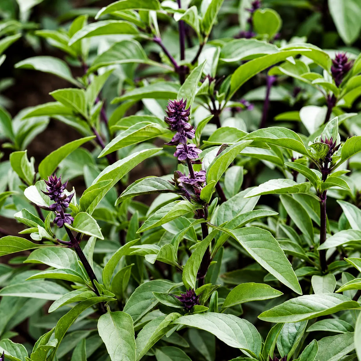 Albahaca Basil Sweet Thai