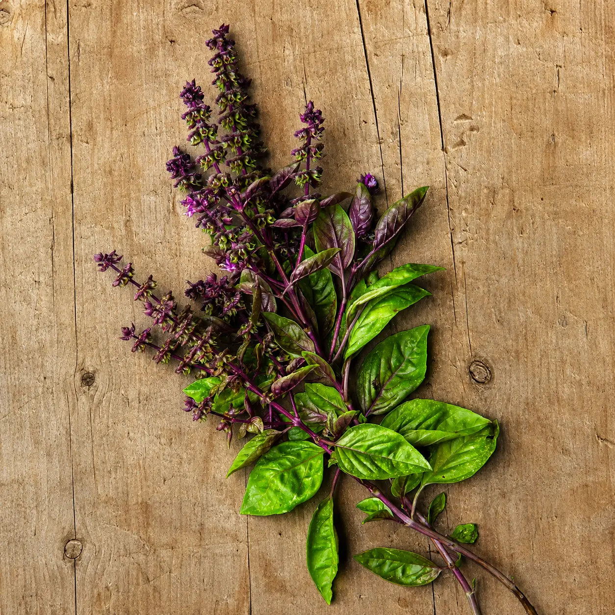 Albahaca Basil Sweet Thai