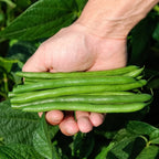 Ejote Verde Wyatt