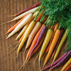 Zanahoria de colores